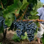INV , reacciones a la mayor desregulación de la vitivinicultura en 30 años