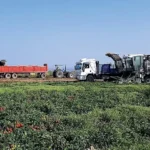 El tomate para industria producirá menos
