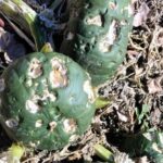 Relevan zonas productoras de Iglesia para verificar daños ocasionados por la tormenta